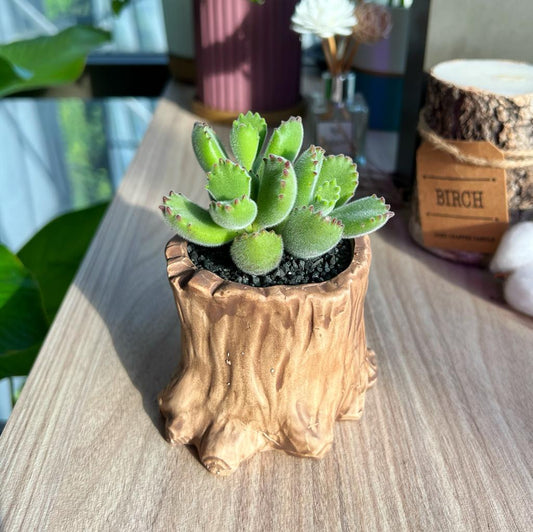 How to propagate Bear Paw a.k.a Cotyledon Tomentosa