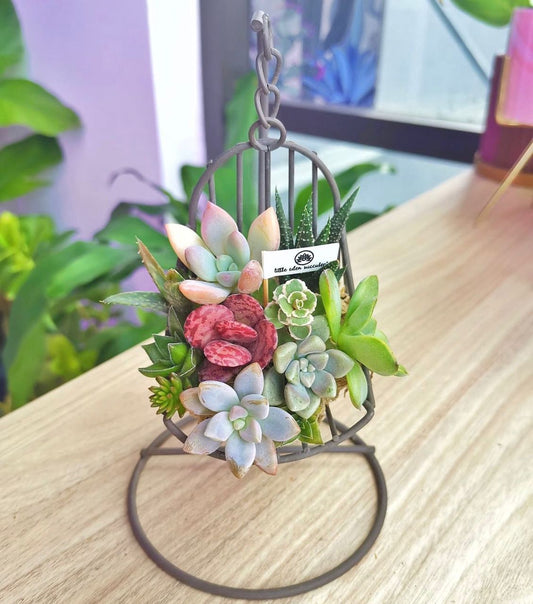 How to do Soil-les Succulents Arrangement?