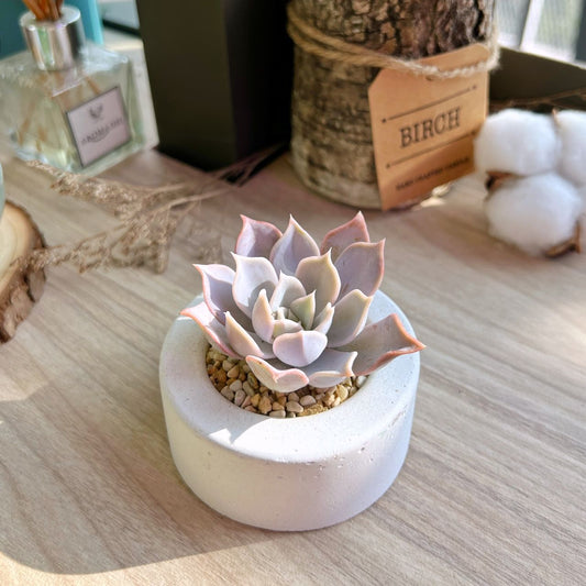 Are succulents indoor plants?
