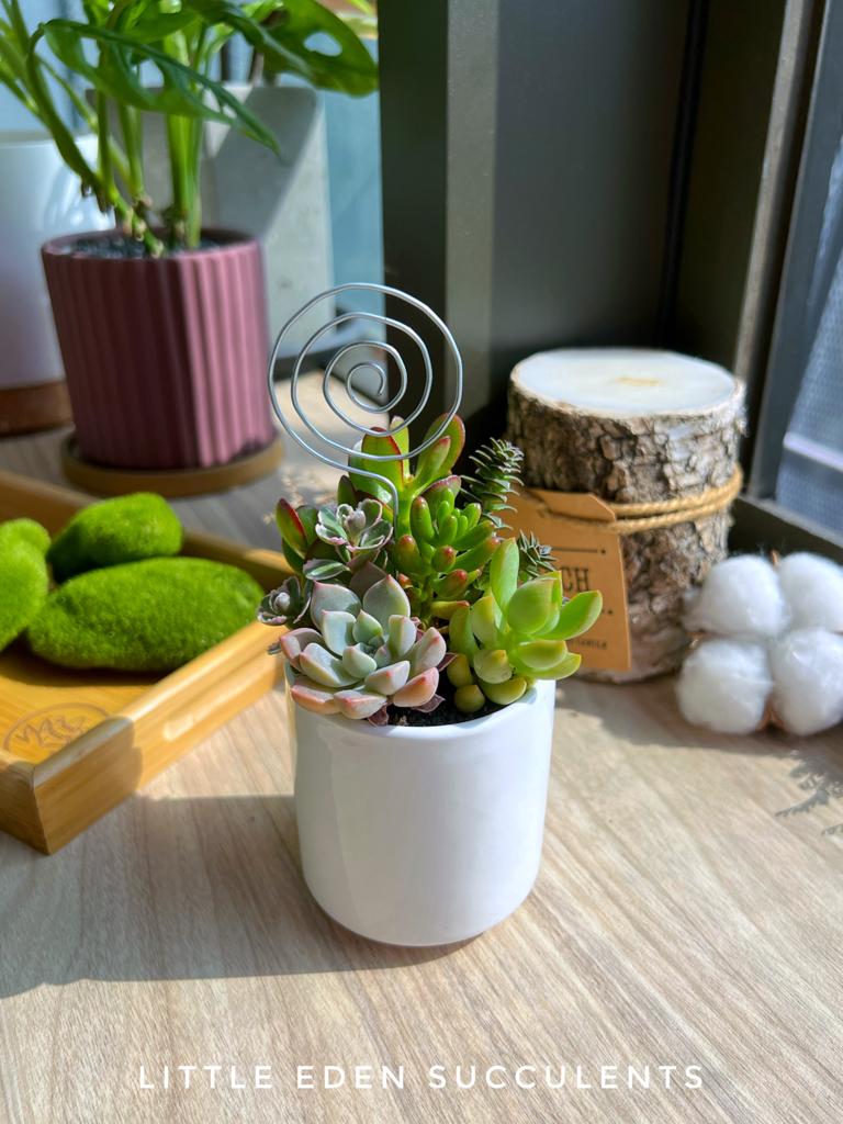 Can succulents stay compact together?