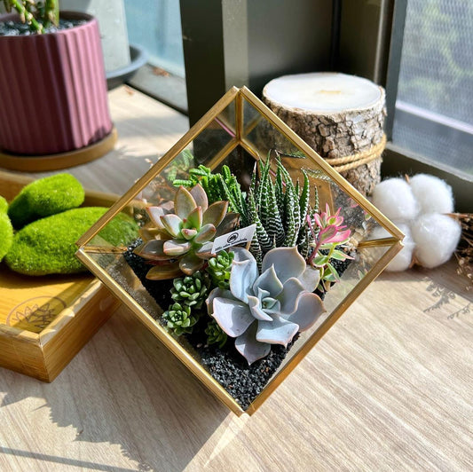 What are the succulent categories that we use when creating a succulent terrarium design?