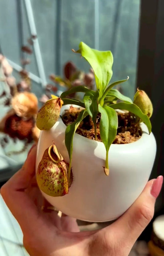 Nepenthes