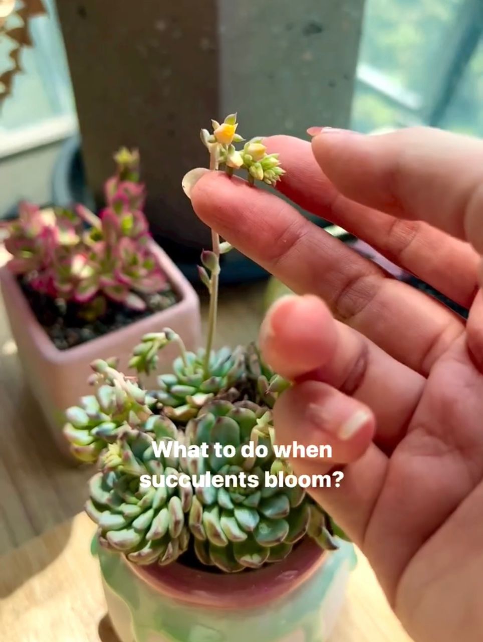 Blooming Succulent