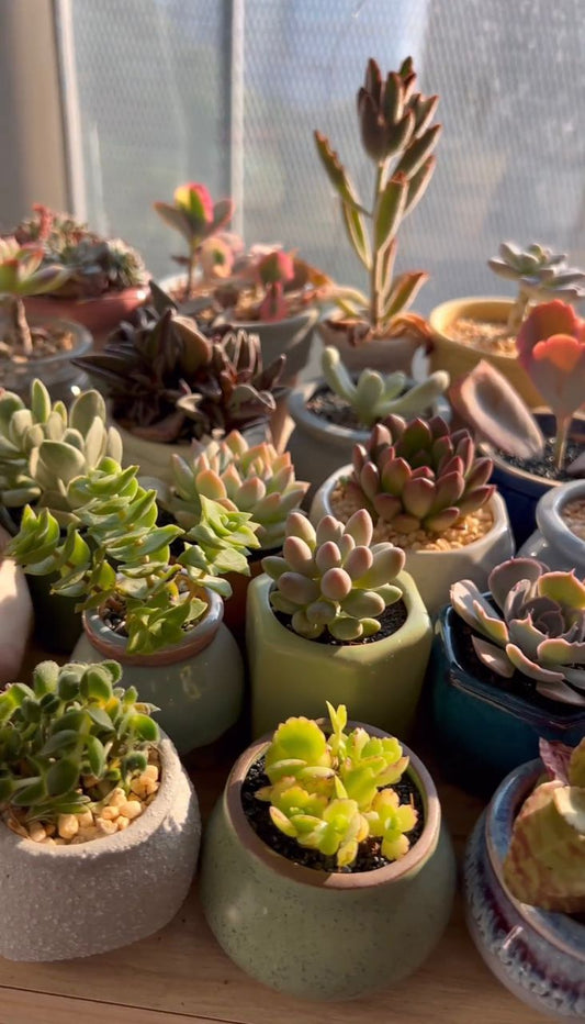 Do Succulents Need Sun?