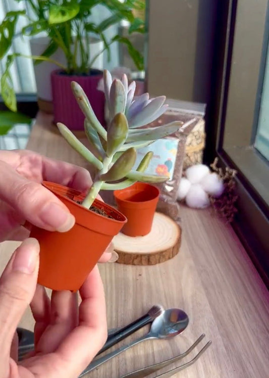 Leggy succulent