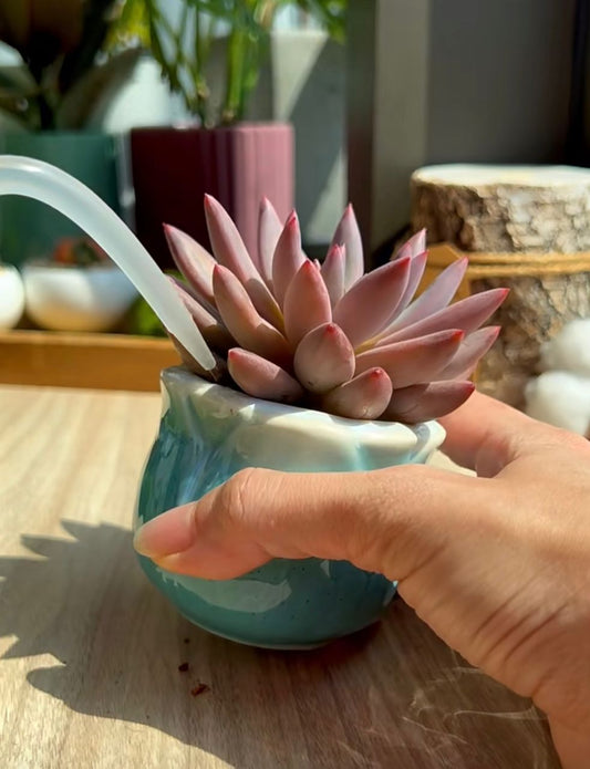 watering succulent