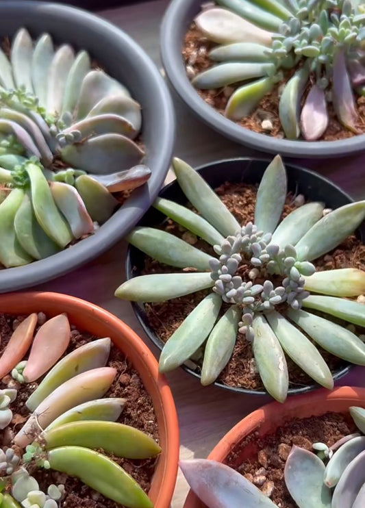 Propagating Succulents