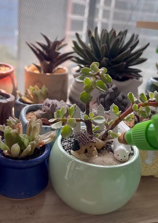 The best way to water succulent plants! (Using what? How to? - over the leaves or on soil)