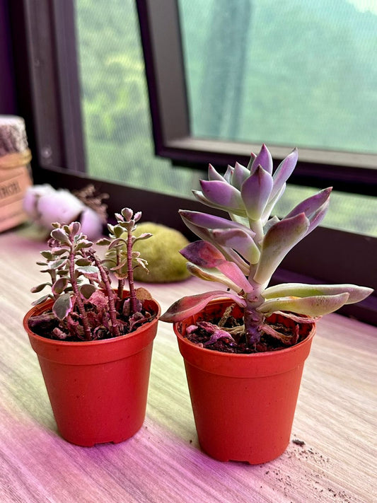 Succulents' dried leaves