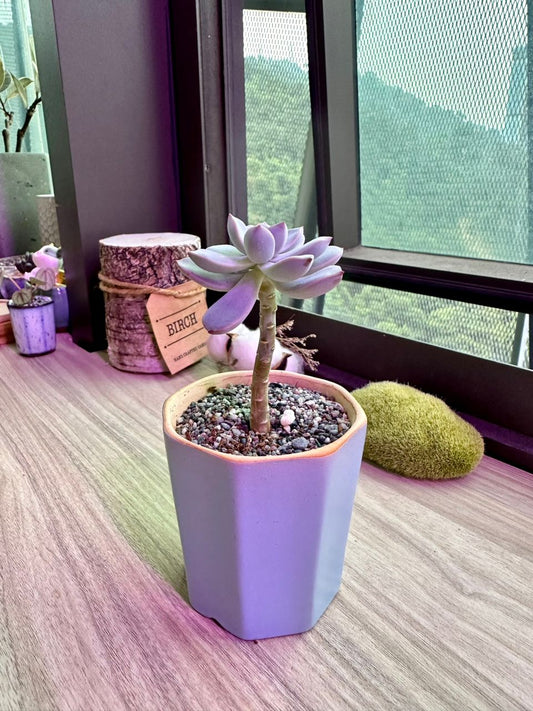 Reviving Leggy Succulents: How to Restore Healthy Growth