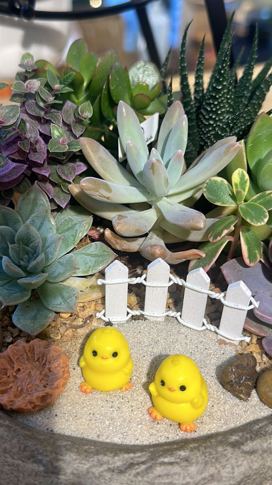 How to know if a succulent plant is overwatered or underwatered?