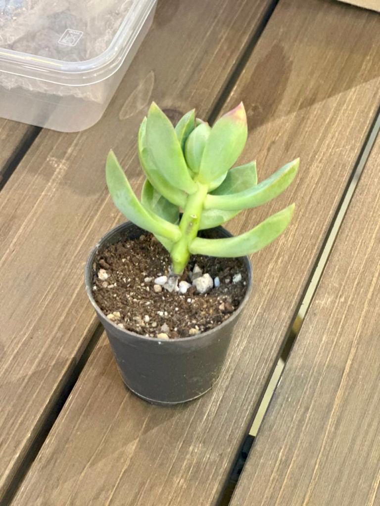 How do you fix root rot on succulents?
