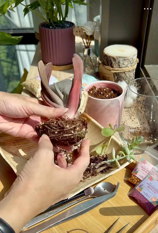 Repotting succulent plant