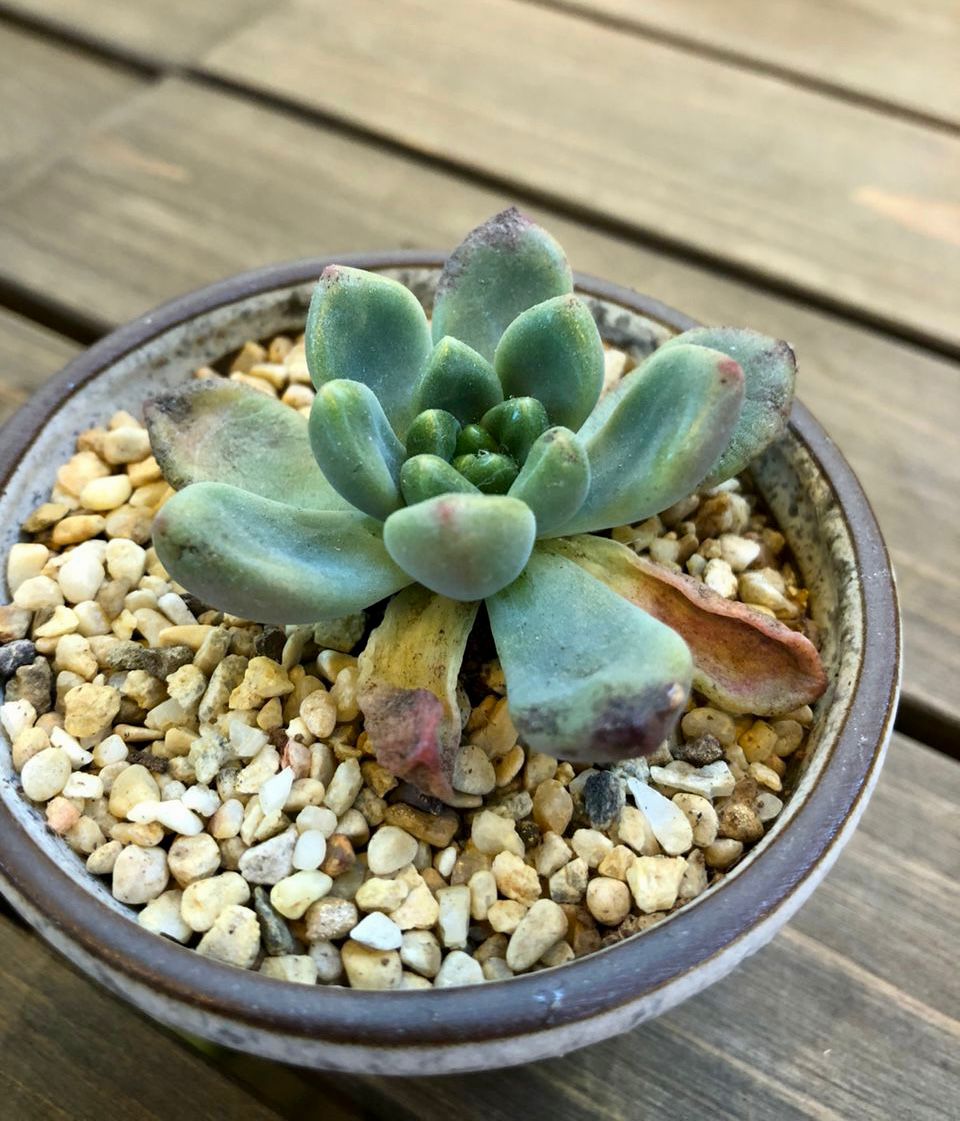 How to save a dying succulent plant
