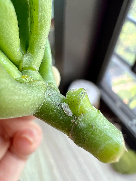 Mealybug on succulents