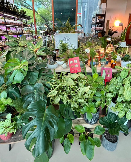 Plant repotting service in PJ