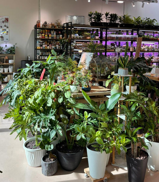 Best plant shop in PJ