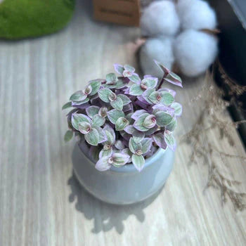 Mastering Succulent Care: Cultivating Vibrant Plants in Controlled Environments