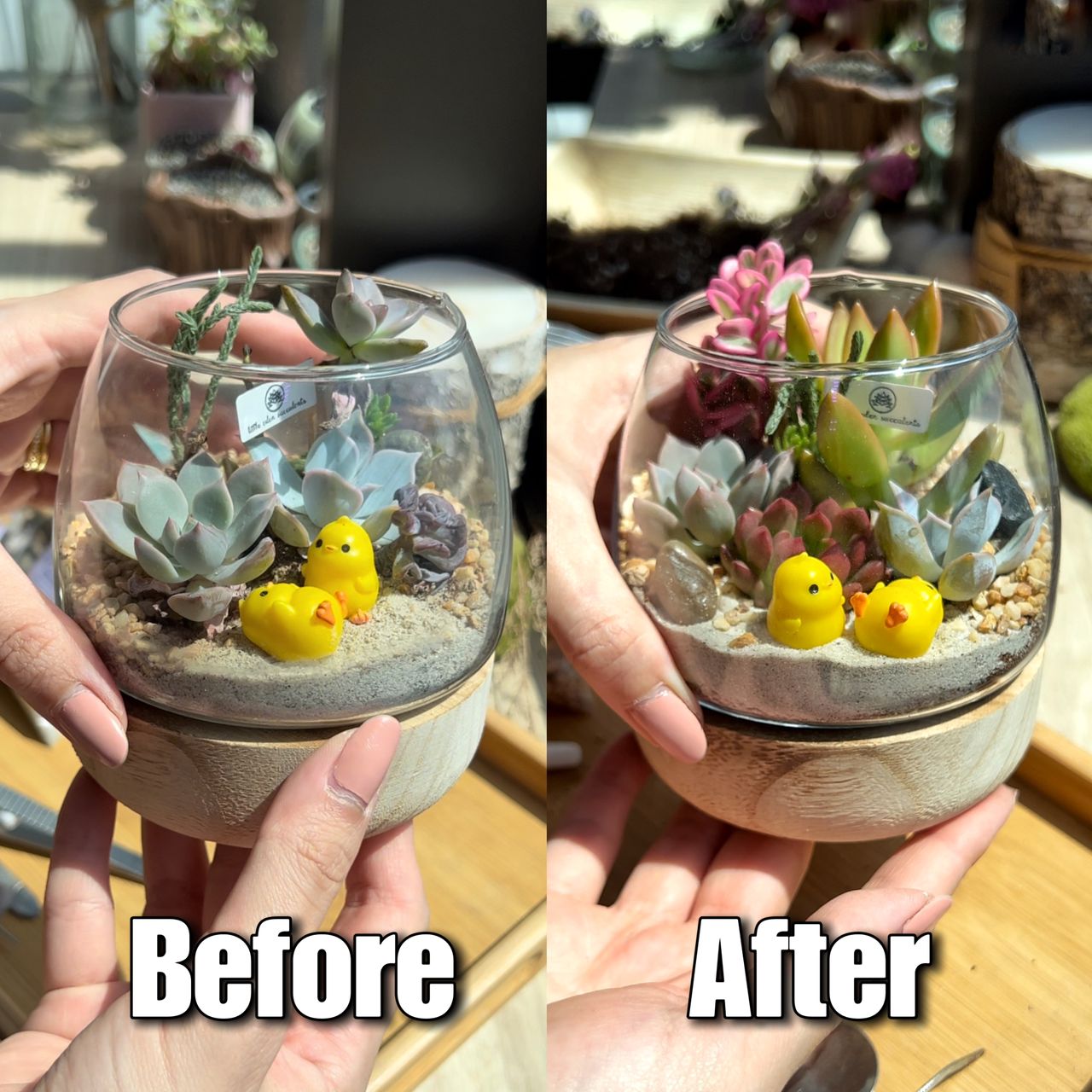How to repot a succulent terrarium?