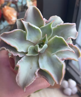 Transformation of the imported Echeveria Madiba