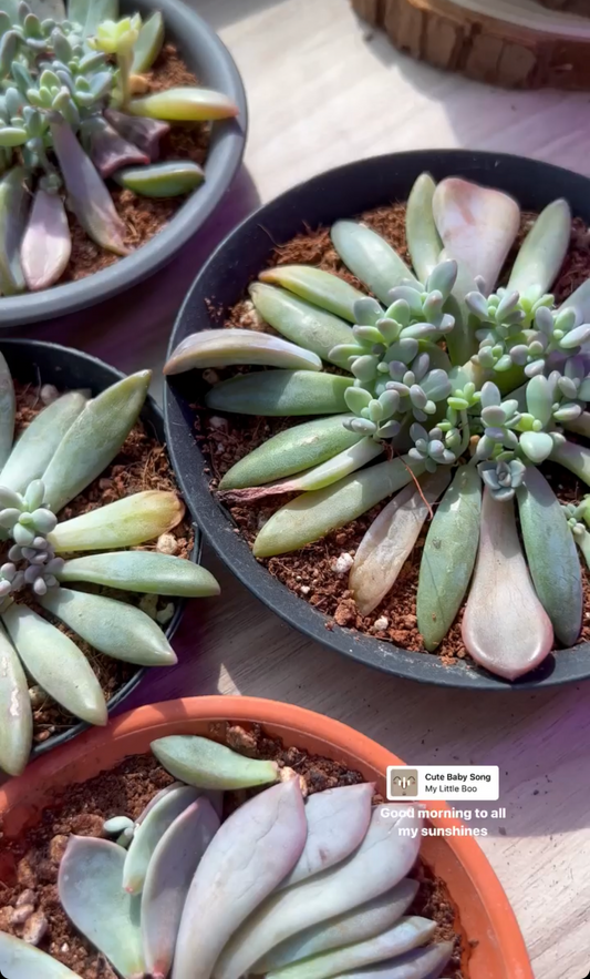 Growing Your Succulent Collection: A Guide to Successful Leaf Propagation