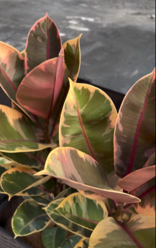 How to propagate rubber plants