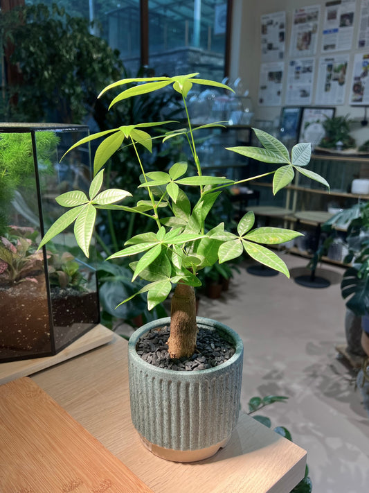 Pachira (发财树) in Sea Blue Ceramic Pot