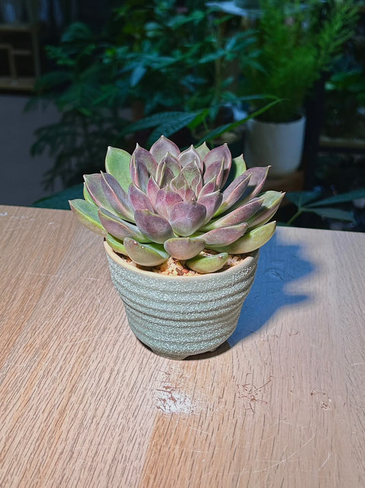 Echeveria Succulent (ε€θζ€η©) Echeveria Black Prince in Textured Ceramic Pot