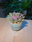 Echeveria Succulent (多肉植物) Echeveria Black Prince in Textured Ceramic Pot