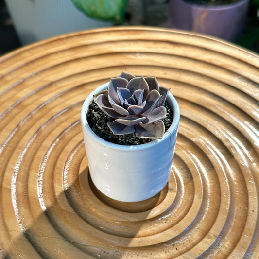 Echeveria Perlevon Nurnberg in White Ceramic Pot