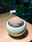 Stephania in Mint Green Ceramic Pot