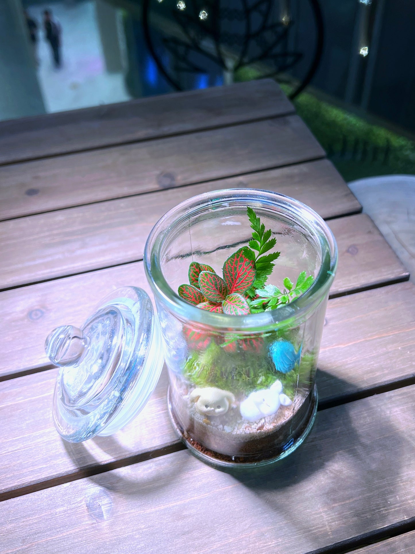 Fittonia & Fern with Moss Arrangement in Terrarium Jar