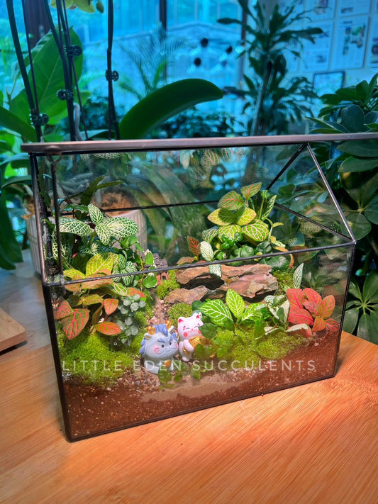 Fittonia & Fern with Moss Arrangement in Black Frame House Designed Terrarium