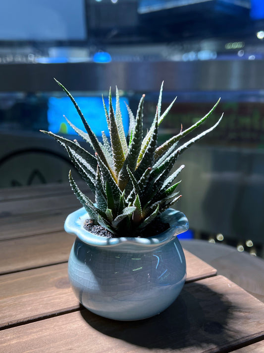 Haworthia in Sky Blue Petal Edge Ceramic Pot
