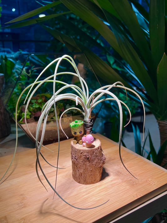 Airplant with Groot and Mushroom Figurine