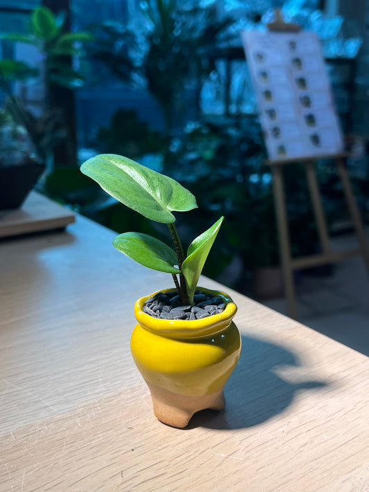 Drimiopsis Maculata (青蛙王子) in Yellowish Ceramic Pot