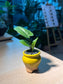 Drimiopsis Maculata (青蛙王子) in Yellowish Ceramic Pot