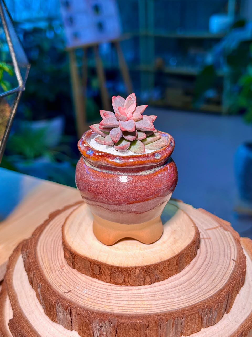 Echeveria Manaudes (Succulent) in a Ceramic Pot