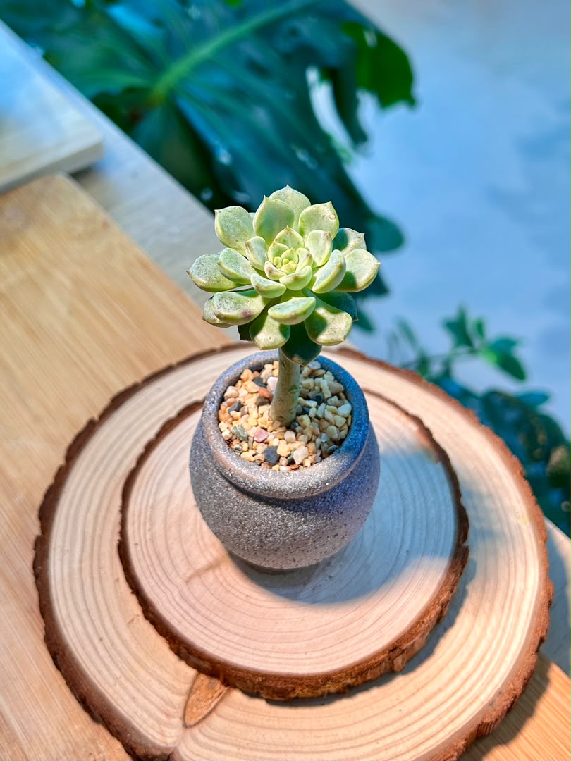 Echeveria Succulent in Ceramic Pot
