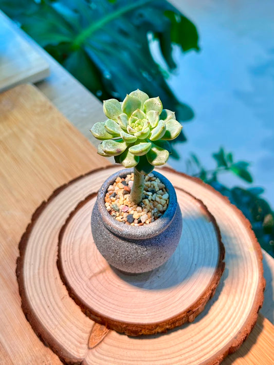 Echeveria Succulent in Ceramic Pot
