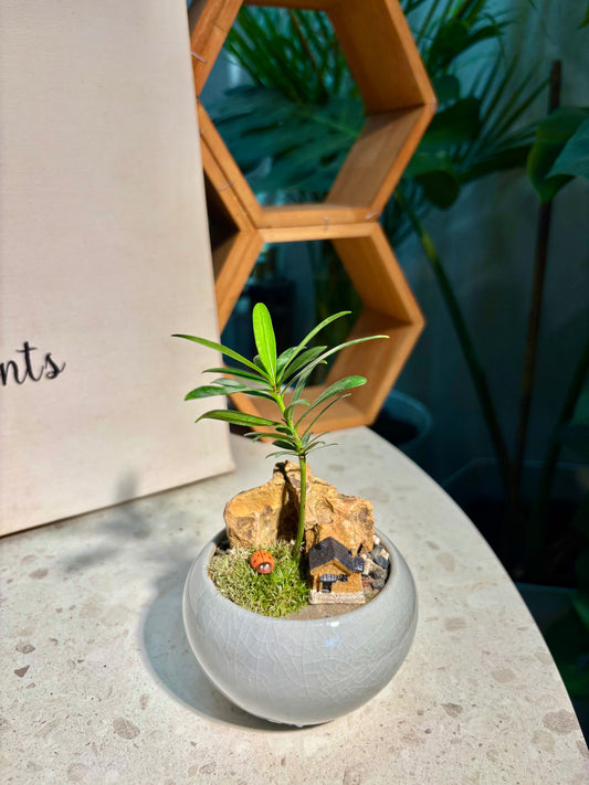 Podocarpus Seedlings in Grey Ceramic Pot 🩶