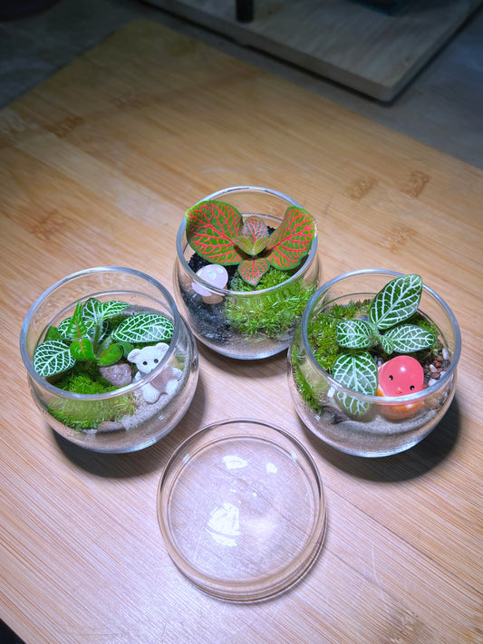 Fittonia with Moss Arrangement in Tea Glass Terrarium