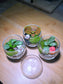 Fittonia with Moss Arrangement in Tea Glass Terrarium