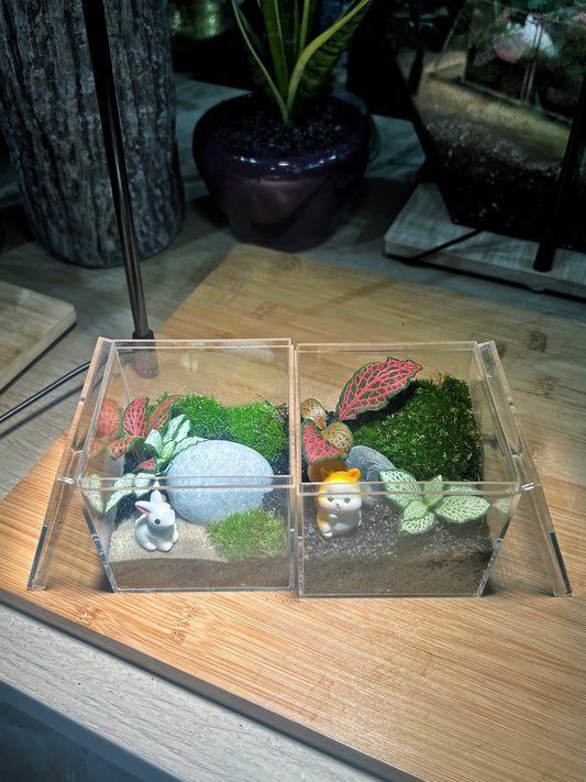 Fittonia with Moss Arrangement in Arcylic Box Terrarium (M)