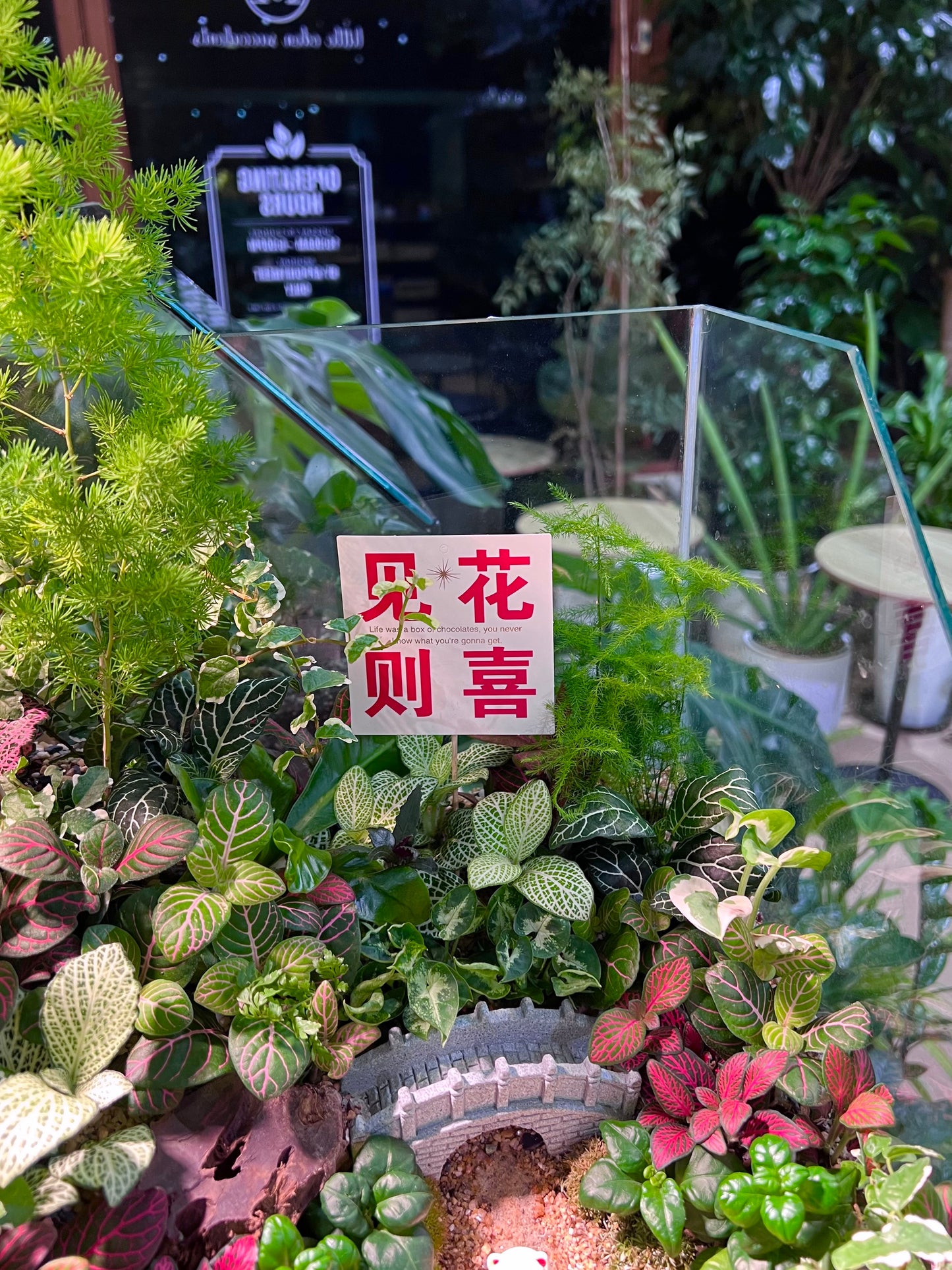 Indoor Plant Arrangement in Serene Forestscape Terrarium with 见花则喜 ❤️