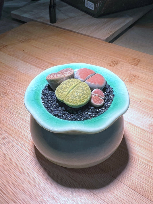 Lithops in Mint Green Petal Edge Ceramic Pot