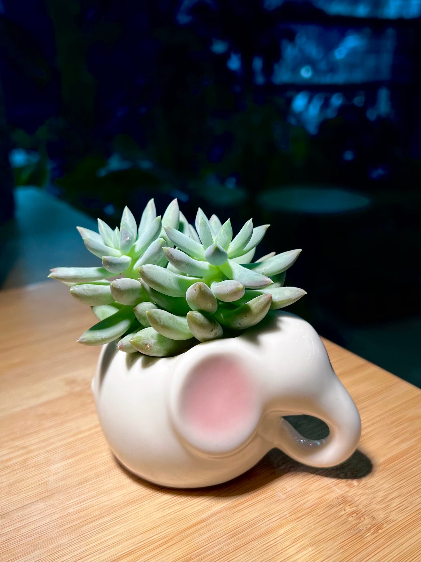 Pachyphytum Compactum in Pinkish Ear Elephant Ceramic Pot