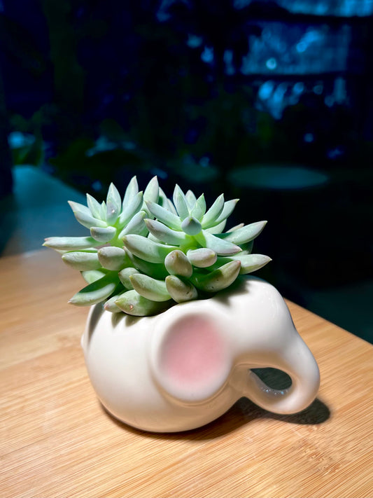 Pachyphytum Compactum in Pinkish Ear Elephant Ceramic Pot