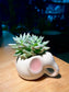 Pachyphytum Compactum in Pinkish Ear Elephant Ceramic Pot