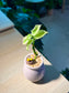 Euphorbia Tithymaloides in Pinkish Ceramic Pot